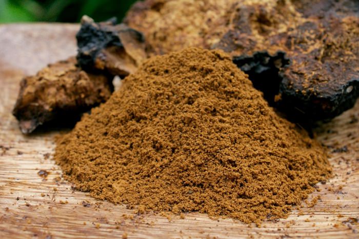 Resultado de imagen para hongo chaga