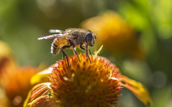 abeja propoleo natural