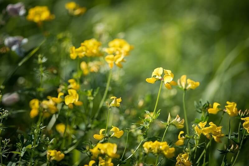 flores de fenogreco superalimentospro