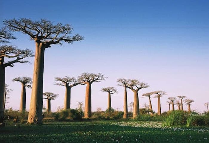 Baobab Comprar