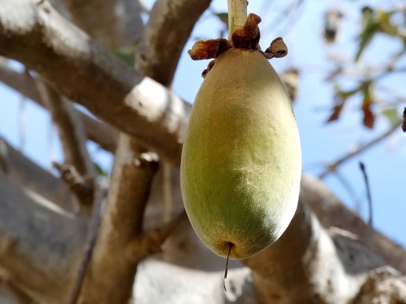 baobab fruto
