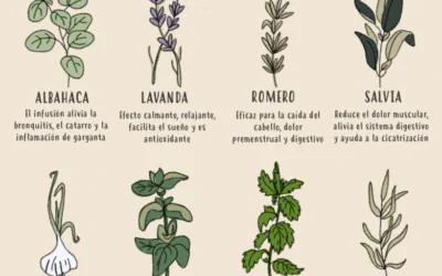Cuáles son las propiedades de las plantas medicinales
