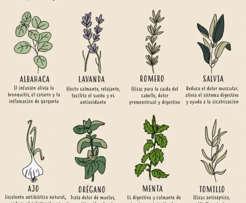 Qué hierbas se pueden utilizar como remedios naturales para aliviar los dolores musculares