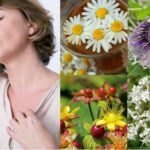 Qué plantas medicinales pueden ayudar a aliviar los síntomas de la menopausia